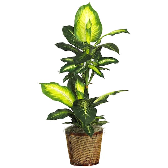 3.5ft. Golden Dieffenbachia In Decorative Basket